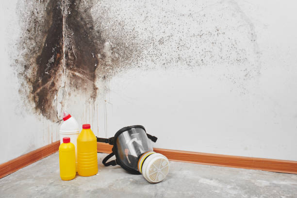 Best Mold Remediation Experts  in North Kensington, MD