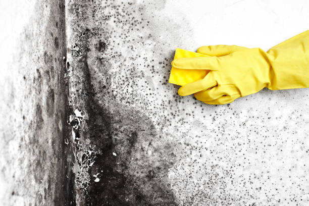 Best Certified Mold Removal  in North Kensington, MD