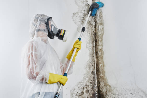 Best Commercial Mold Removal  in North Kensington, MD