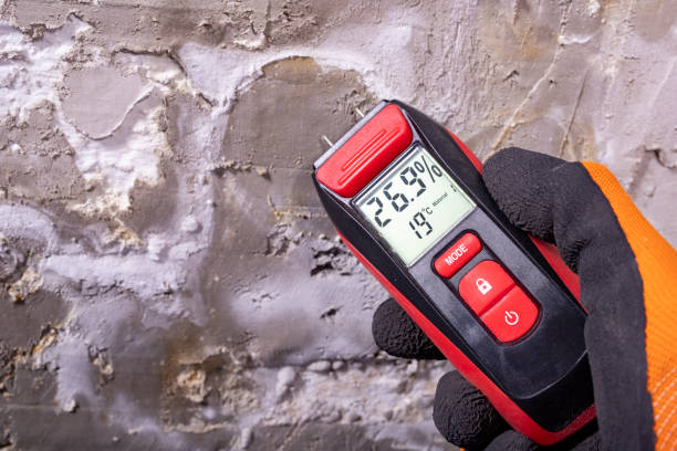 Best Fast Mold Removal  in North Kensington, MD