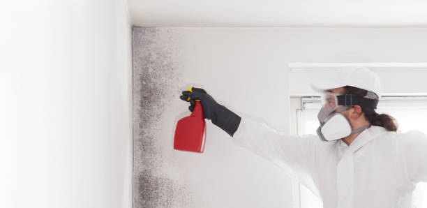 Best Mold Cleaning Services  in North Kensington, MD