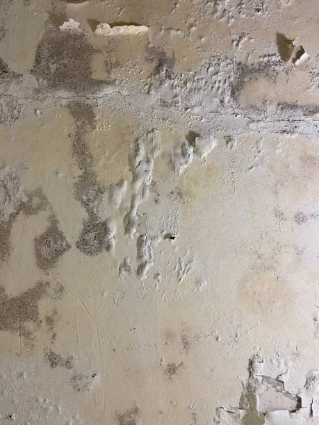 Best Mold Removal Process  in North Kensington, MD