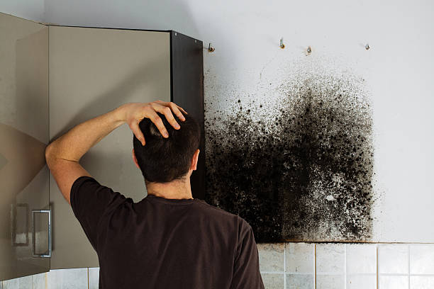 Best Emergency Mold Removal  in North Kensington, MD