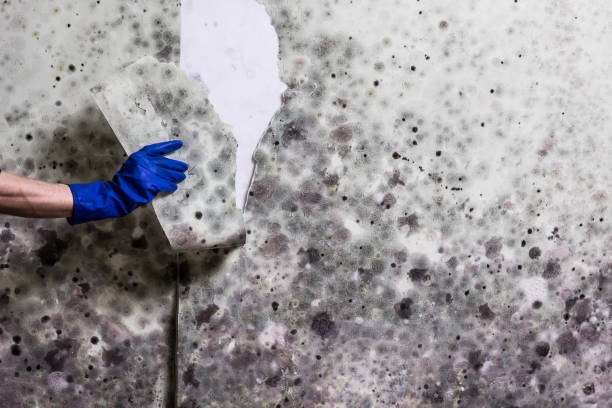 Best Mold Remediation  in North Kensington, MD