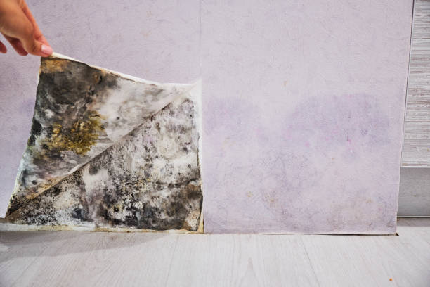 Trusted North Kensington, MD Mold Removal Experts